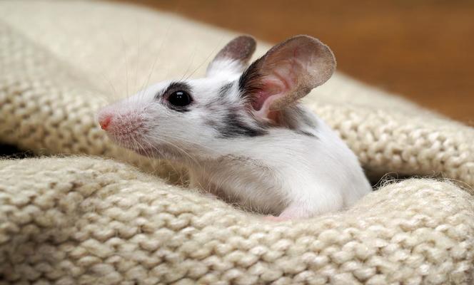 Nesting Materials of Mice