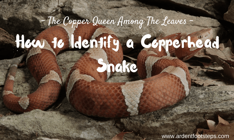 How to Identify a Copperhead Snake