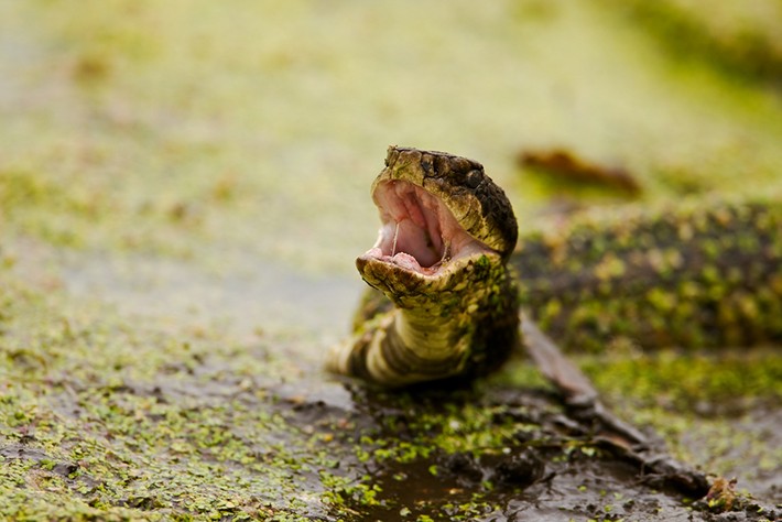 A Water Moccasin