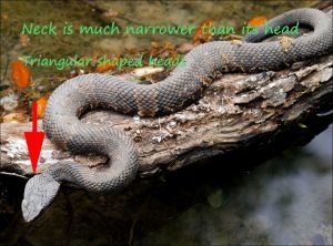 How To Identify A Water Moccasin? All You Need To Know